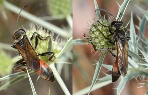 Sphex flavipennis